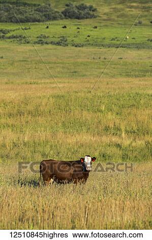 Stock Photograph - One cow standing in a grass field with red ear tags, South of Calgary; Alberta, Canada. Fotosearch