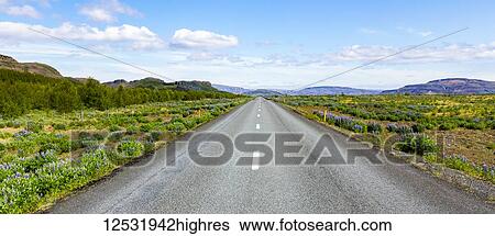 Stock Photograph - One of the wide open highways through iceland with fields of wild lupine flowers lining the roadways in the volcanic landscape; Iceland. Fotosearch