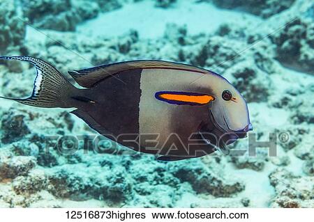 Stock Photograph - Orangeband Surgeonfish (Acanthurus olivaceus) photographed while scuba diving along the Kona Coast; Island of Hawaii, Hawaii, United States of America. Fotosearch