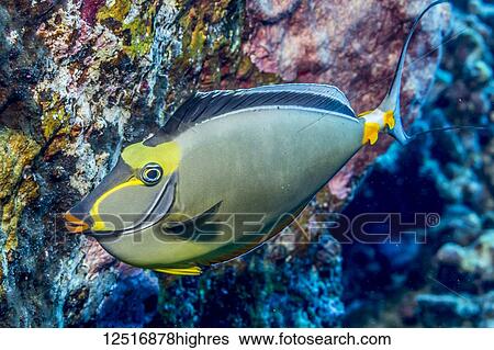 Stock Photograph - Orangespine Unicornfish (Naso lituratus) photographed while scuba diving the Kona Coast; Island of Hawaii, United States of America. Fotosearch