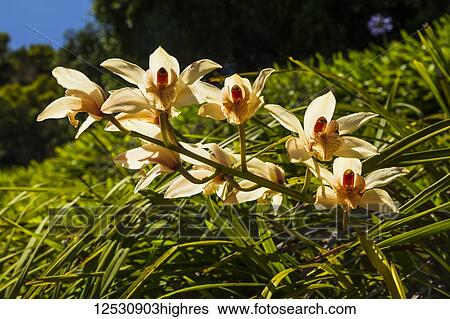 Stock Photograph - Orchids growing in a garden; Waimea, Island of Hawaii, Hawaii, United States of America. Fotosearch