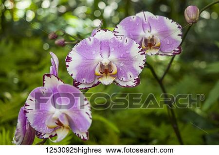 Stock Photograph - Orchids in bloom in the Orchid Garden, Hawaii Tropical Botanical Garden at Onomea Valley and Bay, near Hilo; Island of Hawaii, Hawaii, United States of America. Fotosearch