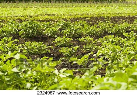 Organic potato farm crop growing in rich soil; Vernon, British Columbia, Canada View Large Photo Image Stock Photo - Organic potato farm crop growing in rich soil; Vernon, British Columbia, Canada. Fotosearch
