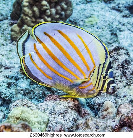 Ornate Butterflyfish (Chaetodon ornatissimus) photographed while scuba diving the Kona Coast; Island of Hawaii, Hawaii, United States of America View Large Photo Image Stock Photograph - Ornate Butterflyfish (Chaetodon ornatissimus) photographed while scuba diving the Kona Coast; Island of Hawaii, Hawaii, United States of America. Fotosearch