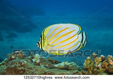 Stock Photograph - Ornate Butterflyfish (Chaetodon ornatissimus); Makena, Maui, Hawaii, United States of America. Fotosearch