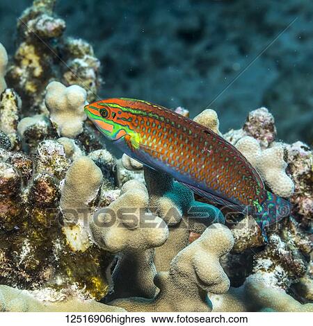 Stock Photograph - Ornate Wrasse (Halichoeres ornatissimus) over finger coral (Porites compressa) photographed while scuba diving the Kona Coast; Island of Hawaii, Hawaii, United States of America. Fotosearch