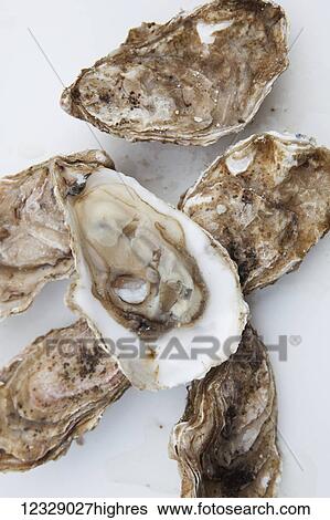 Oyster shells on a white surface; Alaska, United States of America View Large Photo Image Stock Photograph - Oyster shells on a white surface; Alaska, United States of America. Fotosearch