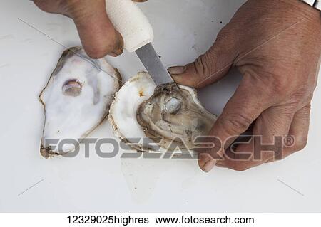 Stock Photograph - Oyster shucking; Alaska, United States of America. Fotosearch