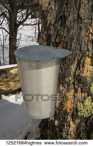 Pail on a maple tree collecting sap in winter; Potton, Quebec, Canada View Large Photo Image Stock Photograph - Pail on a maple tree collecting sap in winter; Potton, Quebec, Canada. Fotosearch