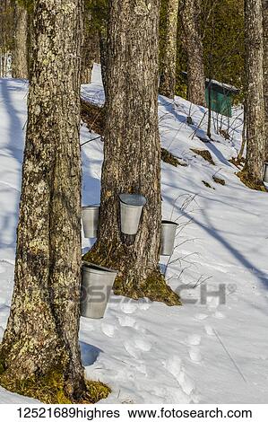 Pail on maple trees collecting sap in winter; Potton, Quebec, Canada View Large Photo Image Stock Photograph - Pail on maple trees collecting sap in winter; Potton, Quebec, Canada. Fotosearch