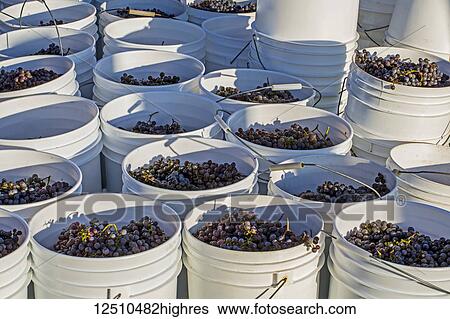 Stock Photograph - Pails of harvested Frontenac Gris grapes sitting on the ground in a vineyard; Shefford, Quebec, Canada. Fotosearch