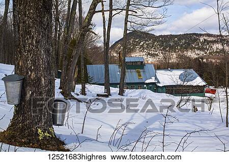 Stock Photograph - Pails on maple trees collecting sap in winter; Potton, Quebec, Canada. Fotosearch