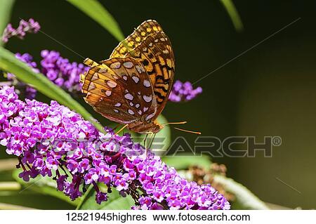 Stock Photograph - Painted Lady Butterfly (Vanessa cardui) feeding on butterfly bush nectar, Finger Lakes Region; New York, United States of America. Fotosearch