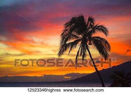 Stock Photograph - Palm tree at sunset; Wailea, Maui, Hawaii, United States of America. Fotosearch