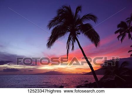 Stock Photograph - Palm tree at sunset; Wailea, Maui, Hawaii, United States of America. Fotosearch