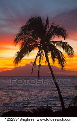 Stock Photograph - Palm tree at sunset; Wailea, Maui, Hawaii, United States of America. Fotosearch