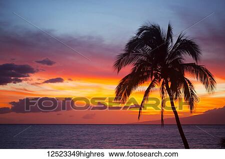 Stock Photograph - Palm tree at sunset; Wailea, Maui, Hawaii, United States of America. Fotosearch
