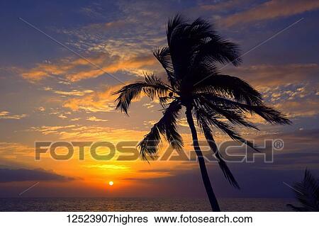 Stock Photograph - Palm tree at sunset; Wailea, Maui, Hawaii, United States of America. Fotosearch