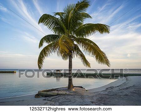 Palm tree on a white sand beach at sunrise; Belize View Large Photo Image Stock Photograph - Palm tree on a white sand beach at sunrise; Belize. Fotosearch