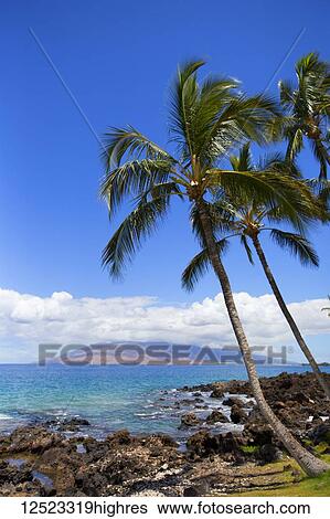 Palm trees along a rugged coastline with a view of the West Maui Mountains from Wailea, Hawaii, United States of America View Large Photo Image Stock Photograph - Palm trees along a rugged coastline with a view of the West Maui Mountains from Wailea, Hawaii, United States of America. Fotosearch
