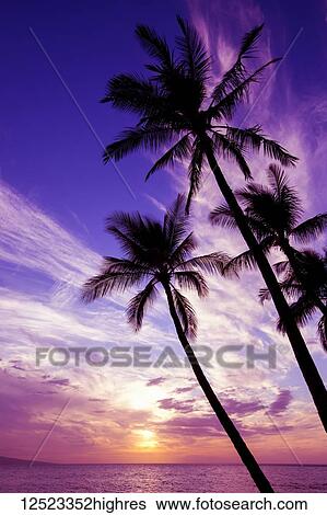 Palm trees at sunset; Wailea, Maui, Hawaii, United States of America View Large Photo Image Stock Photograph - Palm trees at sunset; Wailea, Maui, Hawaii, United States of America. Fotosearch