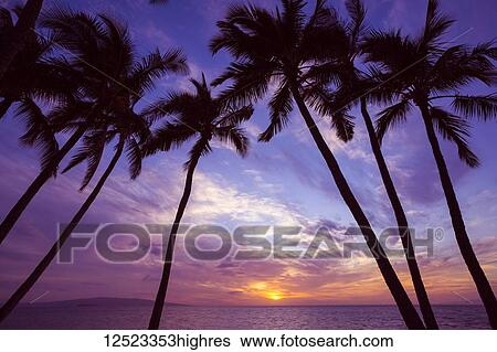 Palm trees at sunset; Wailea, Maui, Hawaii, United States of America View Large Photo Image Stock Photograph - Palm trees at sunset; Wailea, Maui, Hawaii, United States of America. Fotosearch