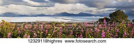 Stock Photograph - Panorama of Fireweed (Chamaenerion angustifolium) blossoming in the foreground with Homer Spit, Kachemak Bay and the Kenai Mountains in the background; Homer, Alaska, United States of America. Fotosearch