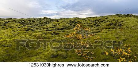 Panoramic image of moss covered lava along the South coast of Iceland; Iceland View Large Photo Image Stock Photograph - Panoramic image of moss covered lava along the South coast of Iceland; Iceland. Fotosearch