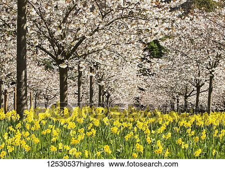 Part of the Cherry Orchard in The Alnwick Garden, Northumberland which has 327 white cherry trees 'Tai Haku', known as the great white. Underplanted with yellow daffodils; Alnwick, Northumberland, England View Large Photo Image Stock Photograph - Part of the Cherry Orchard in The Alnwick Garden, Northumberland which has 327 white cherry trees 'Tai Haku', known as the great white. Underplanted with yellow daffodils; Alnwick, Northumberland, England. Fotosearch