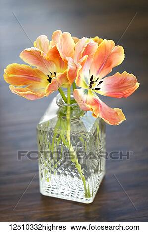 Peach coloured tulips in a decorative glass vase; Surrey, British Columbia, Canada View Large Photo Image Stock Photograph - Peach coloured tulips in a decorative glass vase; Surrey, British Columbia, Canada. Fotosearch