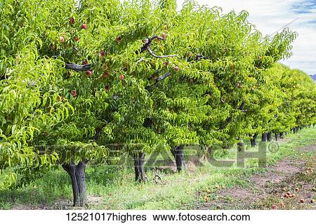Stock Photograph - Peaches growing on a row of peach trees; Palisade, Colorado, United States of America. Fotosearch