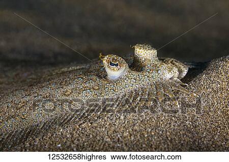 Peacock Flounder (Bothus mancus); Makena, Maui, Hawaii, United States of America View Large Photo Image Stock Photograph - Peacock Flounder (Bothus mancus); Makena, Maui, Hawaii, United States of America. Fotosearch