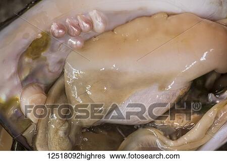 Stock Photograph - Pearls in fresh oyster, Kulangsu Island; Xiamen, Fujian, China. Fotosearch