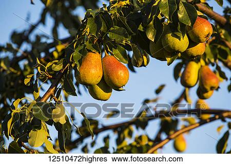 Stock Photograph - Pears growing on a tree with a blue sky in the background; Shefford, Quebec, Canada. Fotosearch