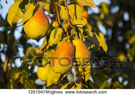 Pears growing on a tree with a blue sky in the background; Shefford, Quebec, Canada View Large Photo Image Stock Photograph - Pears growing on a tree with a blue sky in the background; Shefford, Quebec, Canada. Fotosearch
