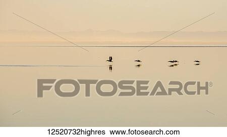 Stock Photograph - Pelicans flying low with their reflections on the tranquil surface of water; Point Roberts, California, United States of America. Fotosearch