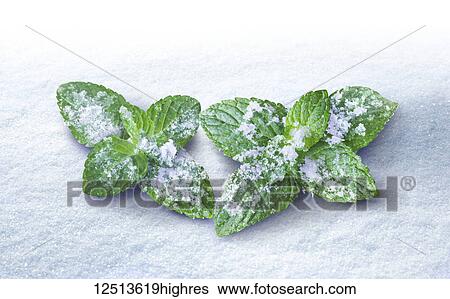Peppermint leaves dusted with snow and lying on a surface of snow View Large Photo Image Stock Photograph - Peppermint leaves dusted with snow and lying on a surface of snow. Fotosearch