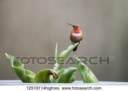 Perched male Rufous hummingbird (Selasphorus rufus) on a tulip leaf; Olympia, Washington, United States of America View Large Photo Image Stock Photograph - Perched male Rufous hummingbird (Selasphorus rufus) on a tulip leaf; Olympia, Washington, United States of America. Fotosearch