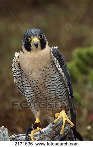 Peregrin Falcon Perched On Log Captive View Large Photo Image Stock Photograph - Peregrin Falcon Perched On Log Captive. Fotosearch