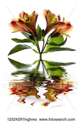 Peruvian Lily (Alstroemeria) reflected in water View Large Photo Image Stock Photograph - Peruvian Lily (Alstroemeria) reflected in water. Fotosearch