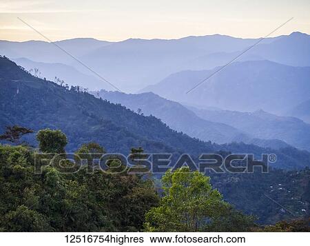 Stock Photograph - Peshok Tea Garden; West Bengal, India. Fotosearch