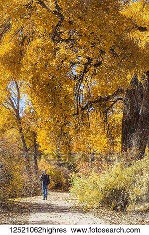 Photographer carrying equipment down a trail with vibrant autumn coloured foliage, Connected Lakes; Grand Junction, Colorado, United States of America View Large Photo Image Stock Photograph - Photographer carrying equipment down a trail with vibrant autumn coloured foliage, Connected Lakes; Grand Junction, Colorado, United States of America. Fotosearch