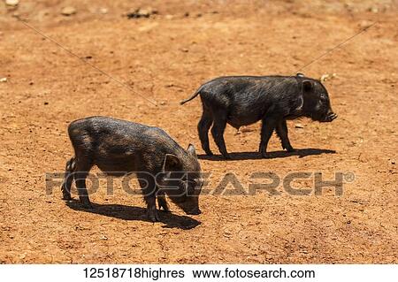 Stock Photograph - Piglets on a farm, Ban Kok Phung Tai village, Bolaven Plateau; Champasak, Laos. Fotosearch