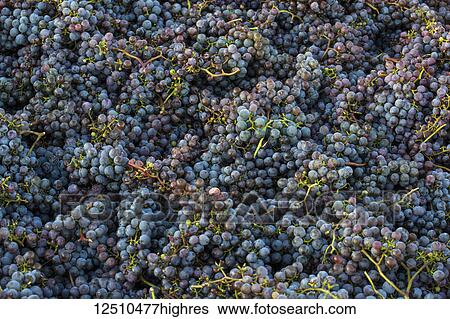 Pile of an abundance of clusters of harvested Frontenac Gris grapes; Shefford, Quebec, CanadaSh View Large Photo Image Stock Photograph - Pile of an abundance of clusters of harvested Frontenac Gris grapes; Shefford, Quebec, CanadaSh. Fotosearch