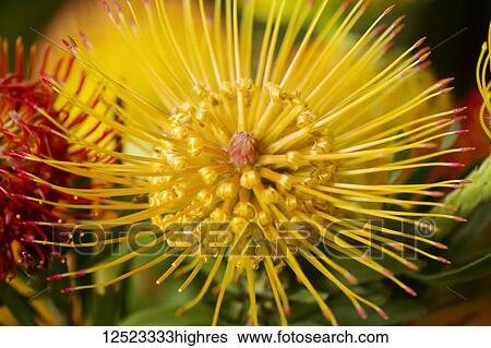Stock Photograph - Pincushion Protea (Leucospermum); Kula, Maui, Hawaii, United States of America. Fotosearch