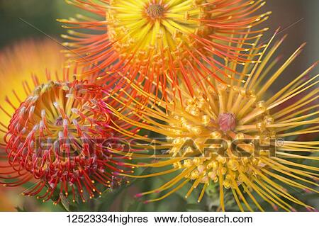 Pincushion Protea (Leucospermum); Kula, Maui, Hawaii, United States of America View Large Photo Image Stock Photograph - Pincushion Protea (Leucospermum); Kula, Maui, Hawaii, United States of America. Fotosearch