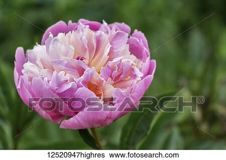 Stock Photograph - Pink and cream Peony flowerhead against a green backdrop; United Kingdom. Fotosearch