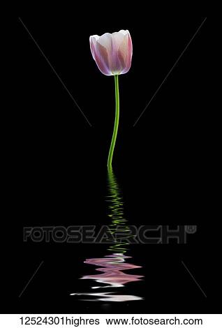 Stock Photograph - Pink and white tulip reflected in water. Fotosearch