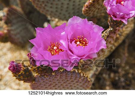 Pink flowers blossoming on a Beavertail Cactus (Opuntia basilaris), Joshua Tree National Park; California, United States of America View Large Photo Image Stock Photograph - Pink flowers blossoming on a Beavertail Cactus (Opuntia basilaris), Joshua Tree National Park; California, United States of America. Fotosearch