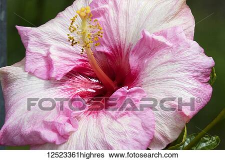 Stock Photograph - Pink hibiscus; Paia, Maui, Hawaii, United States of America. Fotosearch
